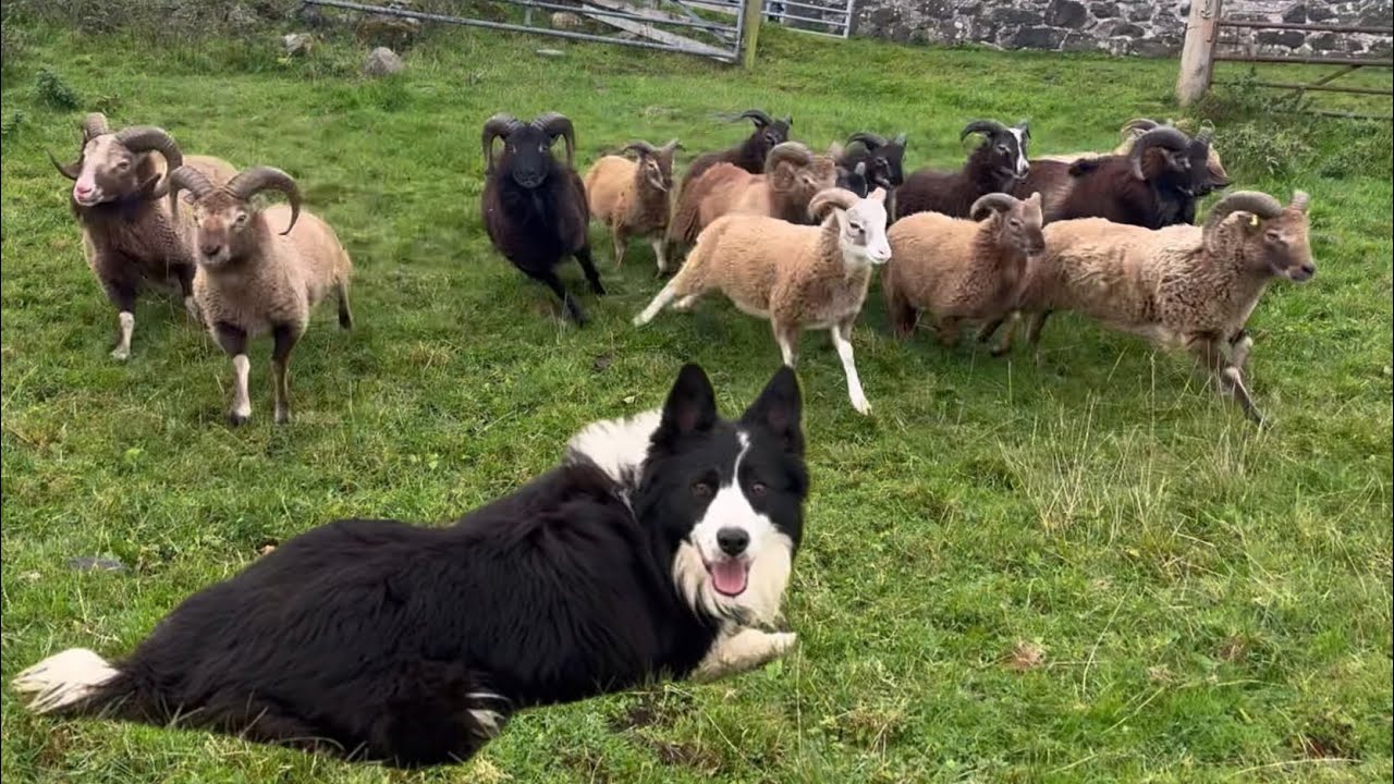 Моя овчарка пасёт чужих овец?! Помогаю другому фермеру.