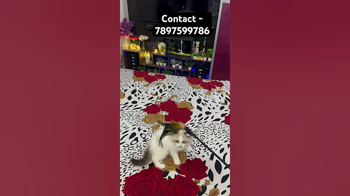 Video 11779511: quality persian kittens