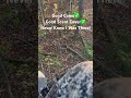 Close Encounter With Does  #wv #bowhunting #deer