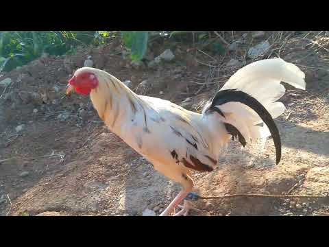 CHICKEN DANCE #shorts
