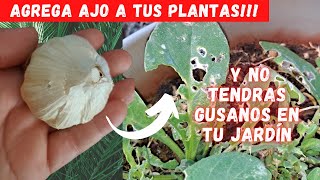 ELIMINA los GUSANOS de las PLANTAS 🐛| INSECTICIDA CASERO | ELIMINA las PLAGAS del jardin