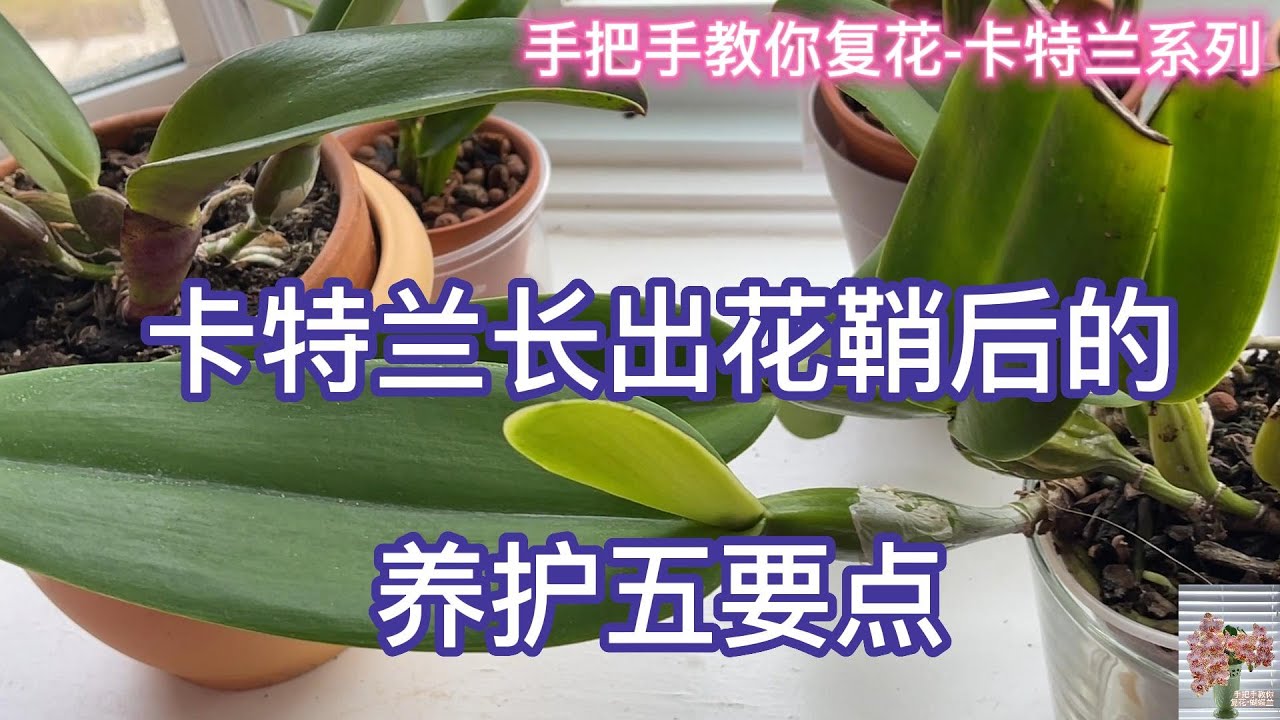 手把手教你复花-卡特兰系列 03 卡特兰长出花鞘后的养护五要点