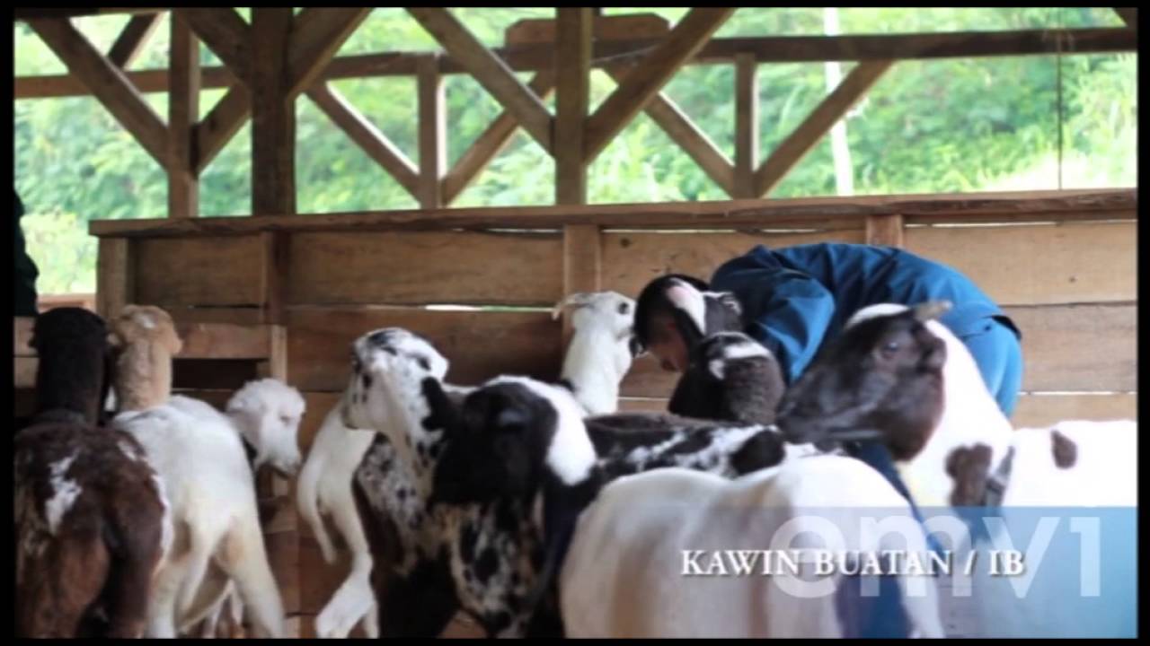 Domba Garut - Mengawinkan Ternak 