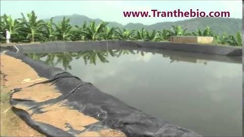 tưới nhỏ giọt cho chuối