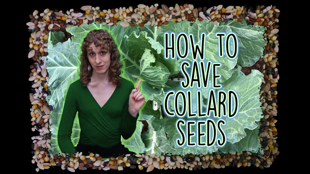Southern Seed Series, Collards, short clip