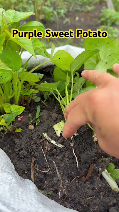 It took 8 weeks for these purple sweet potato slips to grow. #purplesweetpotato