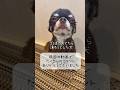 前回の動画のカオスすぎるコメント返し。(TikTokより) #チワワ #犬のいる生活 #chihuahua #dog #こげまる #かわいい犬