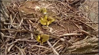 GOSLINGS TAKE A LEAP OF FAITH \& JUMP OFF NEST! 🐥 🐥🐥🐥🐥🐥 ~ Decorah Eagles 4.28.22