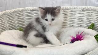 ノルウェージャン♂2605D0388 - YouTube