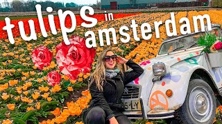 Amsterdam Tulip Tour