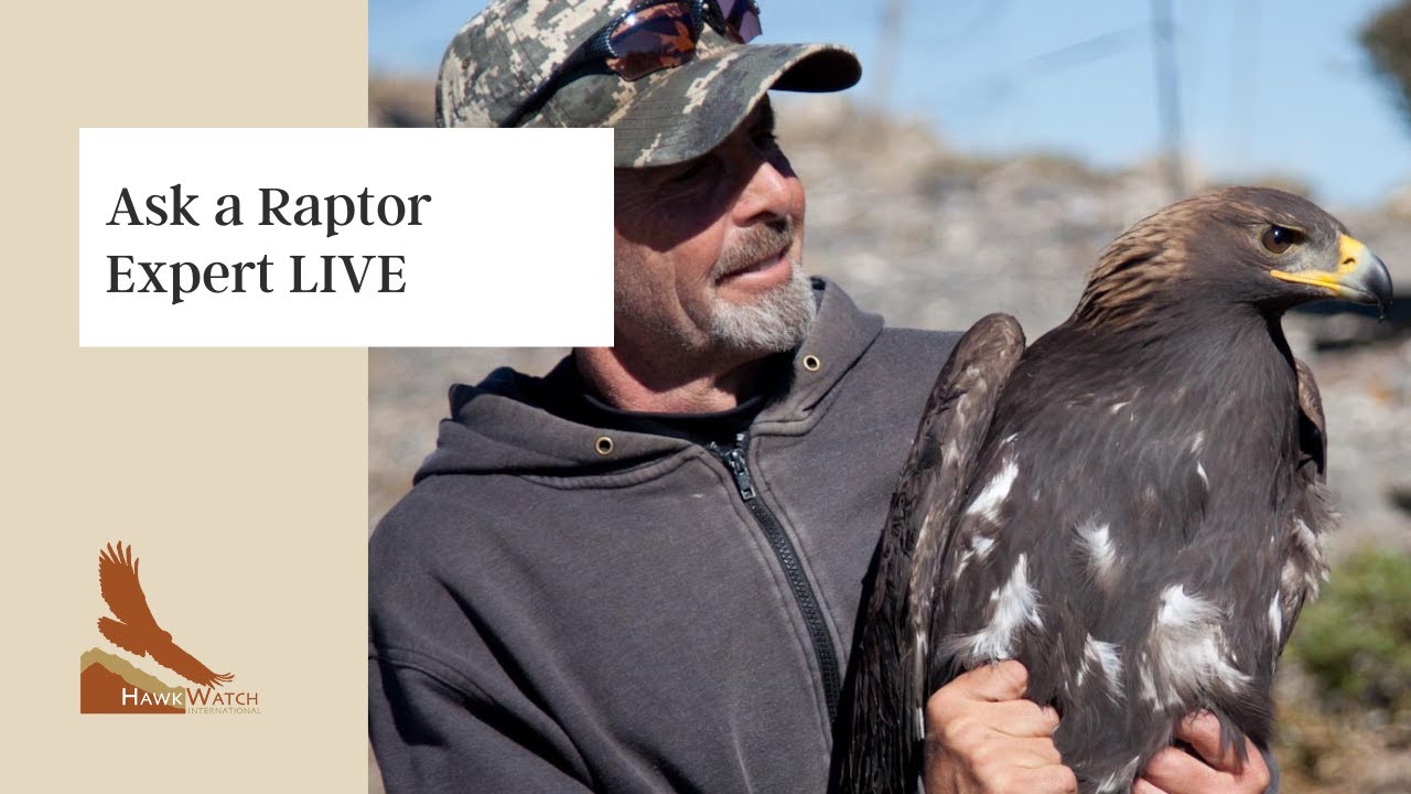 Ask a Raptor Expert LIVE - YouTube