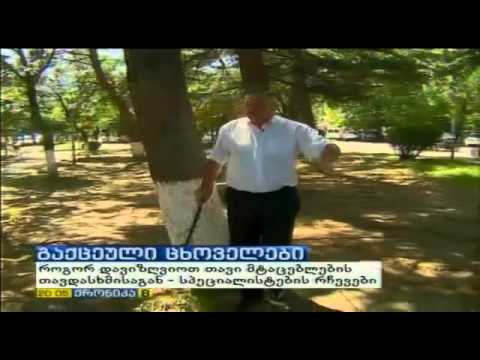 წადიიიიიი წადიიიიიიიიიიი! - ლომის რეაქცია =)))