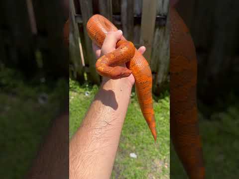 Solid orange viper