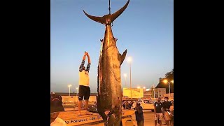 Cape Verde Grander Blue - Marlin World Cup 2021 Winning Fish !!!