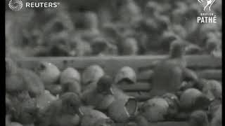 Poultry Hatch At Huge German Farm 1949