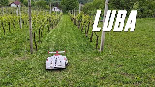 Luba in a steep vineyard
