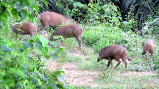 FULL😱😱GROUP WILD BOAR HUNT//SCORED 3 JUMBO WILD BOARS