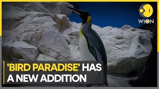 Penguins waddle into new home in Singapore | WION Climate Tracker