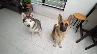 Husky Reunites With German Shepherd After a Year Apart!