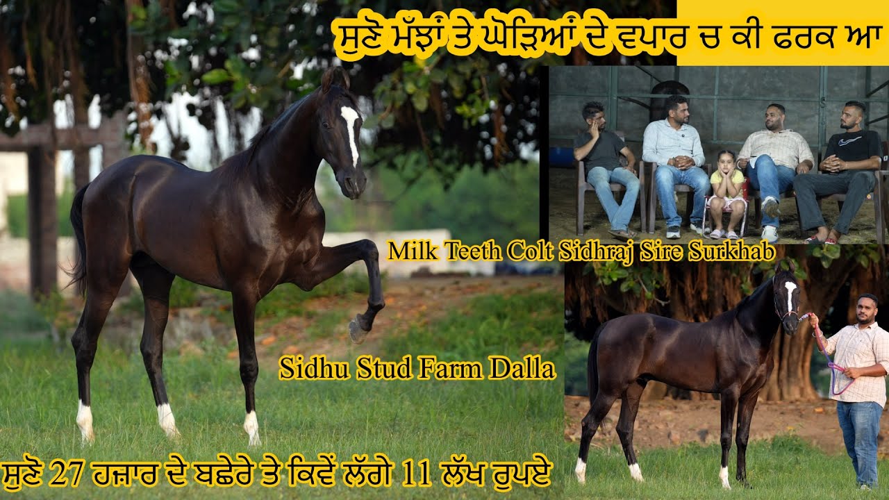 MilkTeeth Colt Sidhraj ਮੱਝਾਂ ਤੇ ਘੋੜਿਆਂ ਦੇ ਵਪਾਰ ਚ ਕੀ ਫਰਕ ਆ/27 ਹਜ਼ਾਰ ਦੇ ਬਛੇਰੇ ਤੇ ਕਿਵੇਂ ਲੱਗੇ 11 ਲੱਖ ਰੁ