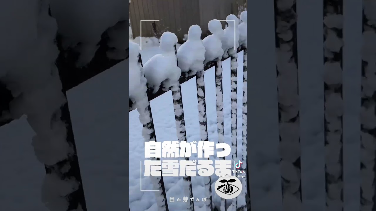 初雪が降りました。自然がつくりだした雪だるま。 #雪 #自然 #雪だるま
