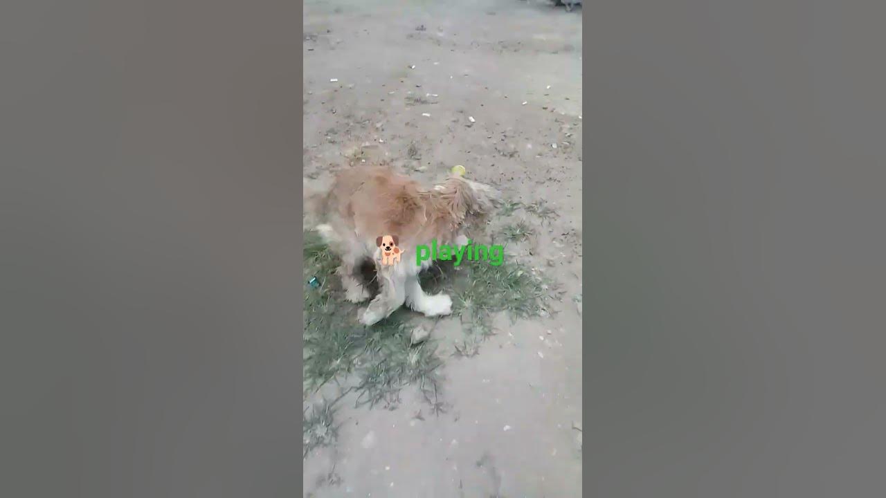 DOG PLAYING CRICKET BALL YouTube