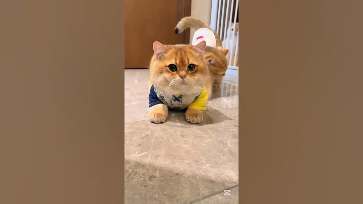 Watch the video about The Two pieces of butter bread 🥰😍 #petlover #cat #funny #funnycats #viralvideo