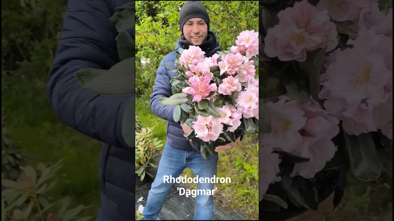 Rhododendron 'Dagmar' C7,5 - YouTube