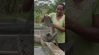 Perfect tilapia fish #subscribe #eatseverything #aiboneappetite #food #harvestfish
