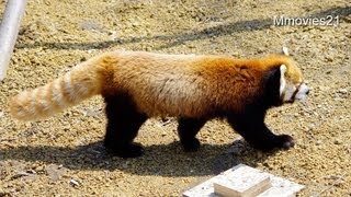 リンゴをもらうセイタ~Red Panda