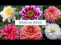 New dahlia varieties  dahlia haul  rose cottage plants delivery