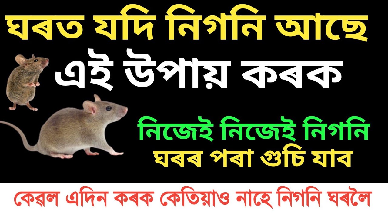 ঘৰত যদি নিগনি বা এন্দুৰ আছে এই উপায় কৰক নিজেই নাইকীয়া হব নিগনি । How To Get Rid Rat । Astrology Tips