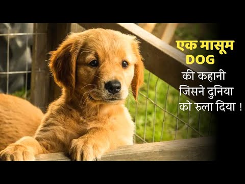 STORY OF A DOG | Movie Explained In Hindi | Mobietvhindi