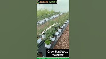 Hydroponic Set-up Working