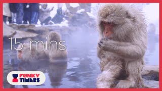 15 Minute Hot Spring Monkey Timer | Japanese Macaques | Relaxing Music | 4K