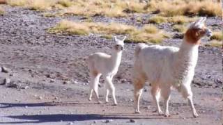 かわいいアルパカかラマの親子 Cute Alpaca? Llama?@hot springs (uyuni-atacama)
