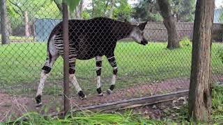 Okapi Walks After Eating Hay