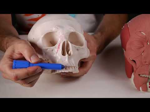 Video: ¿Qué es el labio dorsal de Blastopore?