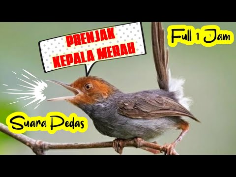 🔴 Suara Prenjak Betina Tarung Full Ngetir ❗️Masteran Prenjak Betina Paling Ampuh❗️