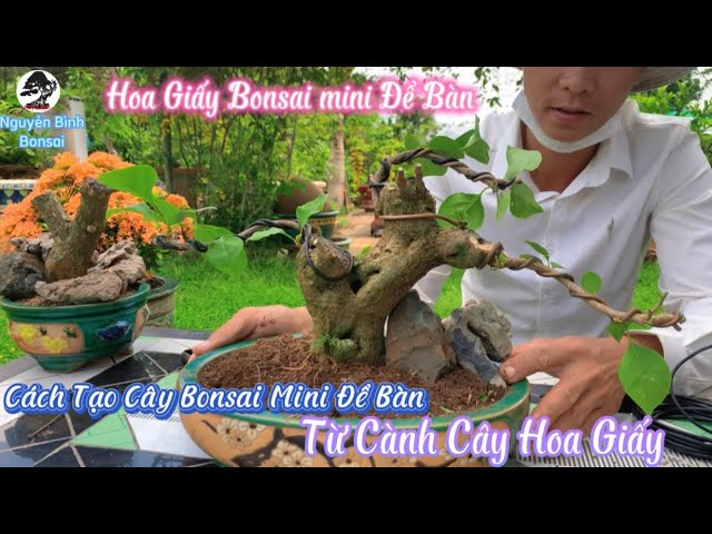 Vườn Hoa Giấy bonsai đẹp ở Tứ Xuyên (Tham khảo) - YouTube