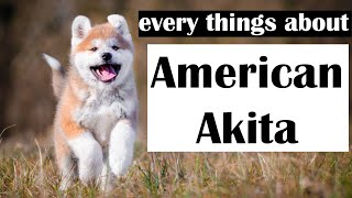 American Akita   : Everything You Need To Know by Animal Explorer 145 views 1 year ago 4 minutes, 25 seconds