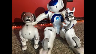 Nao meets  Aibo 1000 #Aldebarannao #Aibo1000 #humanoidrobot by Nao and Cozmo Adventures 165,234 views 4 years ago 5 minutes, 17 seconds