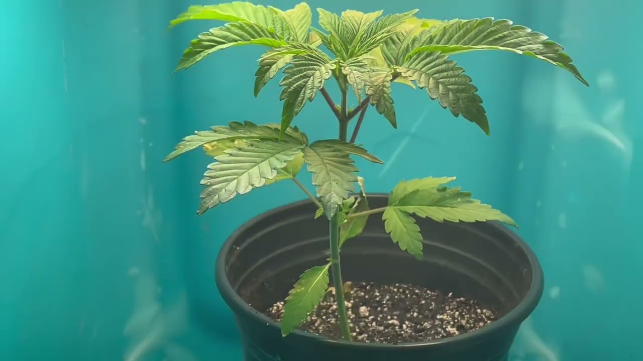 Day 28 CFL WEED GROW UPDATE —ONLY 92 WATTS DID THIS—