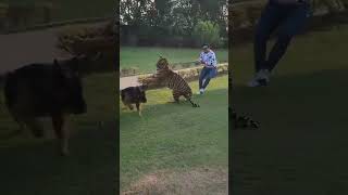 Tiger  want killed dog || But owner saved his dog  by tiger  || #tiger #shorts