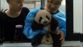 Baby Zhima(Sesame) is waiting for another nanny to pick him up 🐼🥰 |CuteBabyPanda|  Panda HappyLand