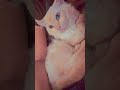 My clingy weebabi Sato... #catlife #cat #catblogger