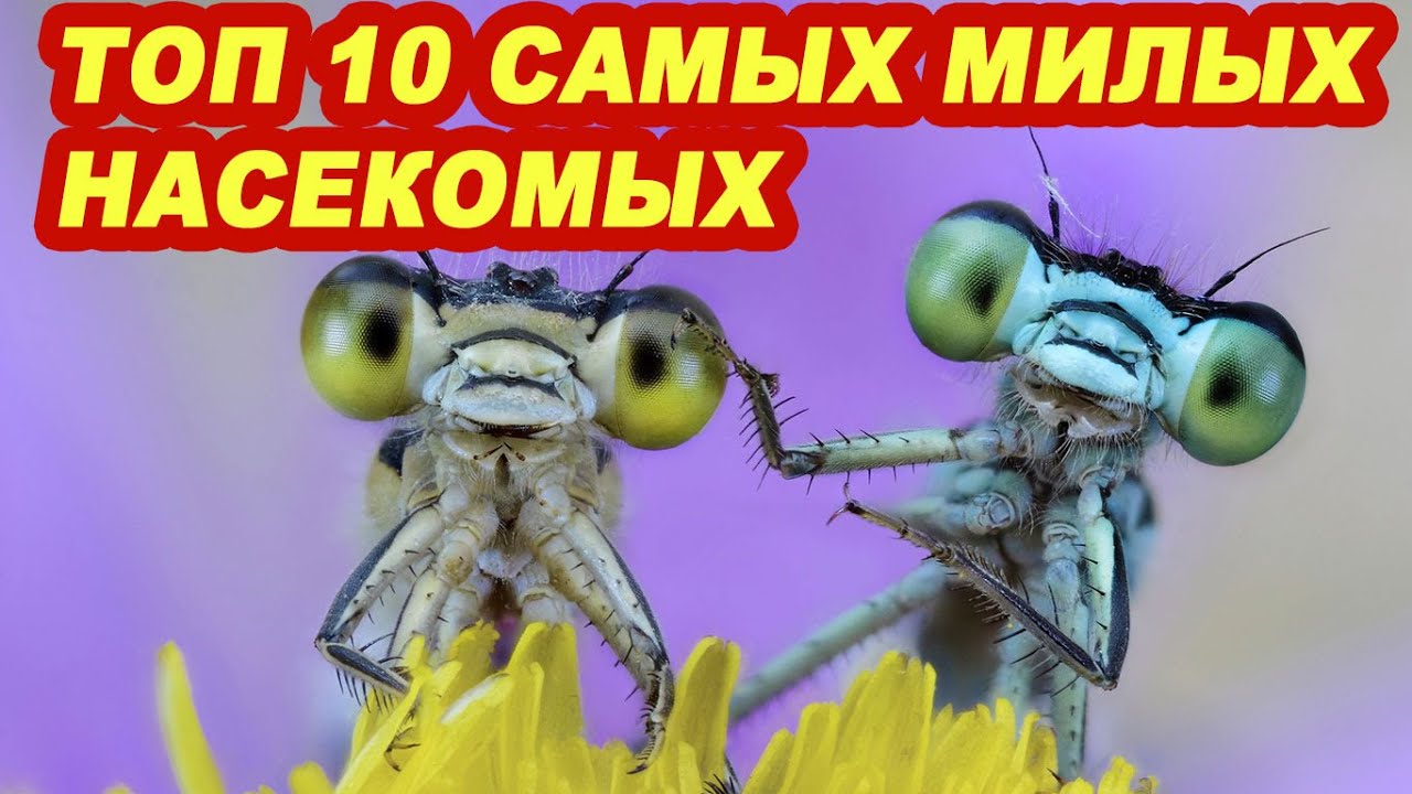 Топ 10 самых милых и красивых насекомых
