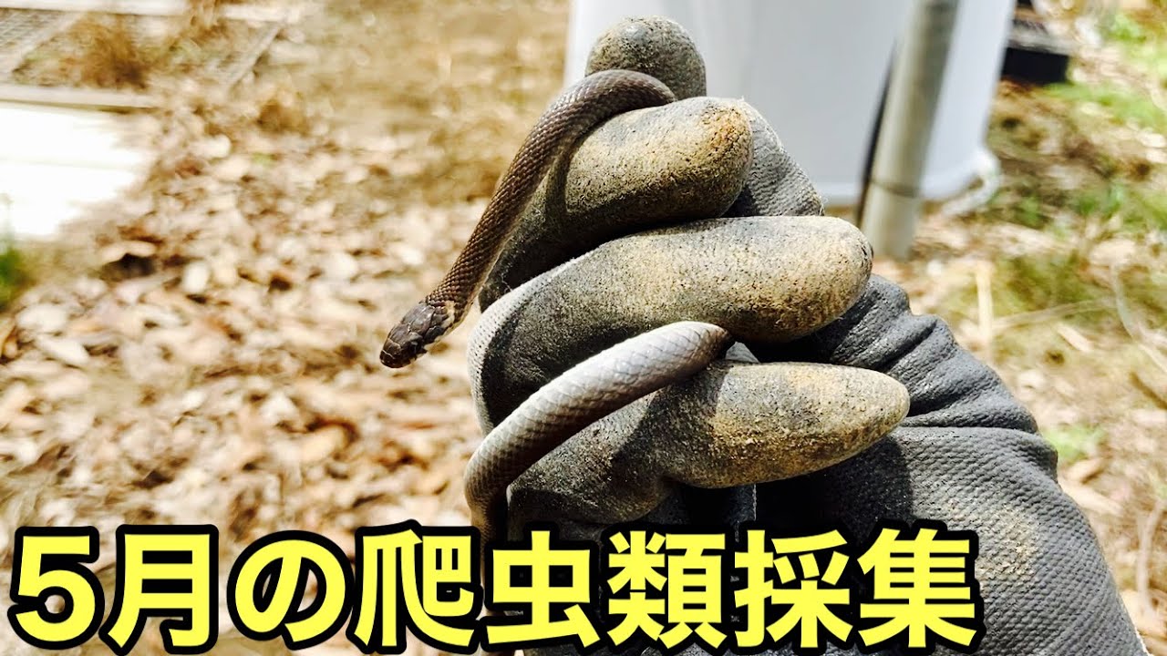 5月の爬虫類採集