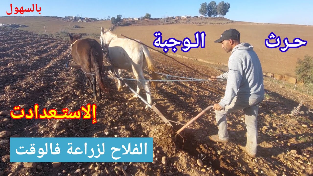 الحرث المناسب استعدادات الفلاح لزراعة الشعير بين البكري و معتاد قبل المزوزي زرع فالوقت الصحيح 