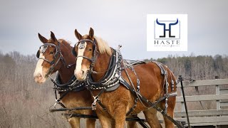 Houston & Amirillo: The Pride of Belgian Gelding Working Draft Horses